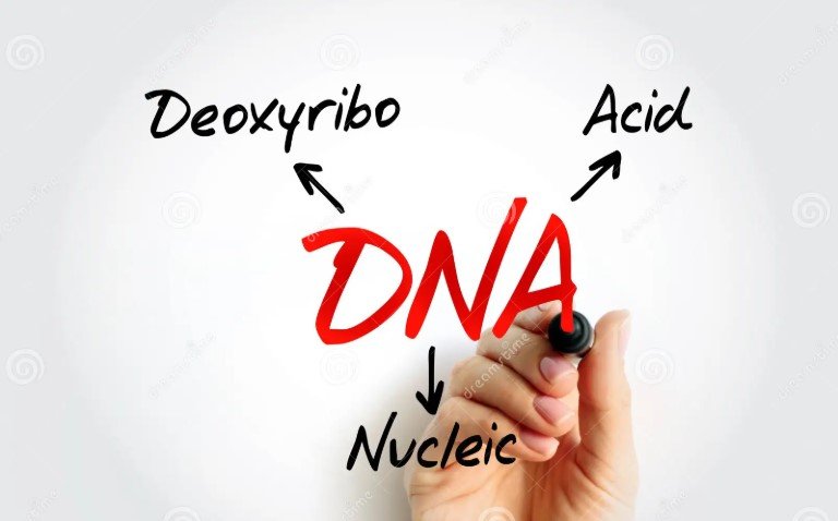 Full Form of DNA: Meaning, Structure, and Functions Explained