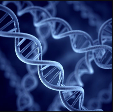 Full Form of DNA: Meaning, Structure, Functions and Importance